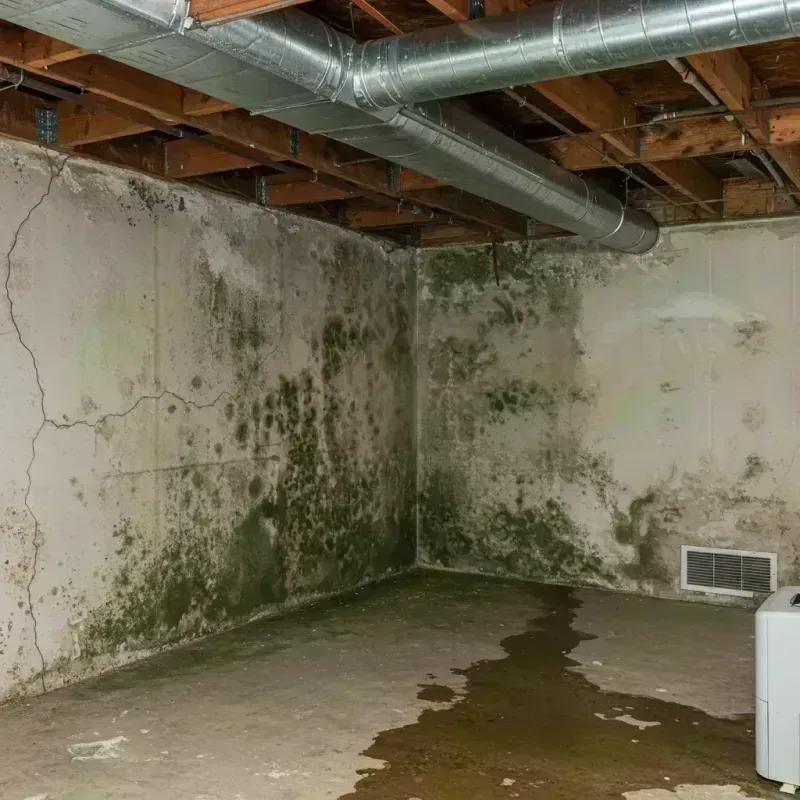 Professional Mold Removal in Spring Park, MN